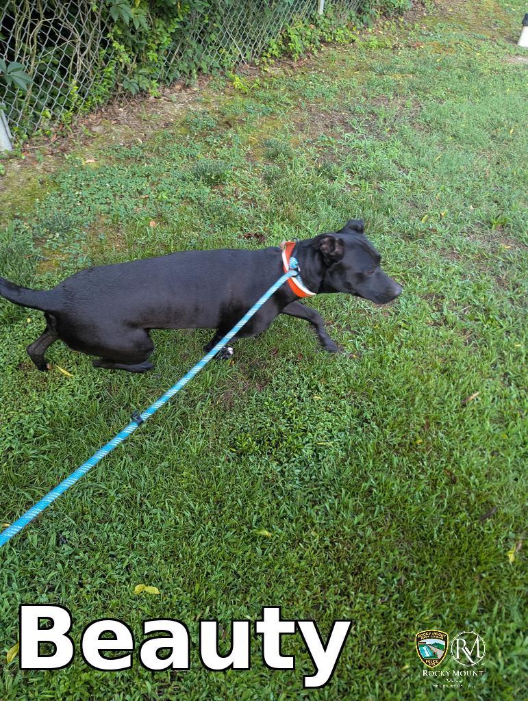 Enlarge Beauty, a Adoptable Pit Bull Terrier in Rocky Mount, NC image 1/2