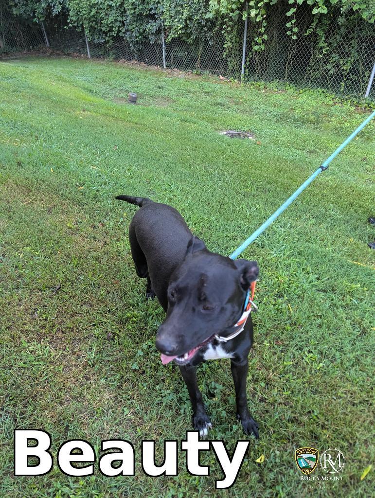 Enlarge Beauty, a Adoptable Pit Bull Terrier in Rocky Mount, NC image 2/2