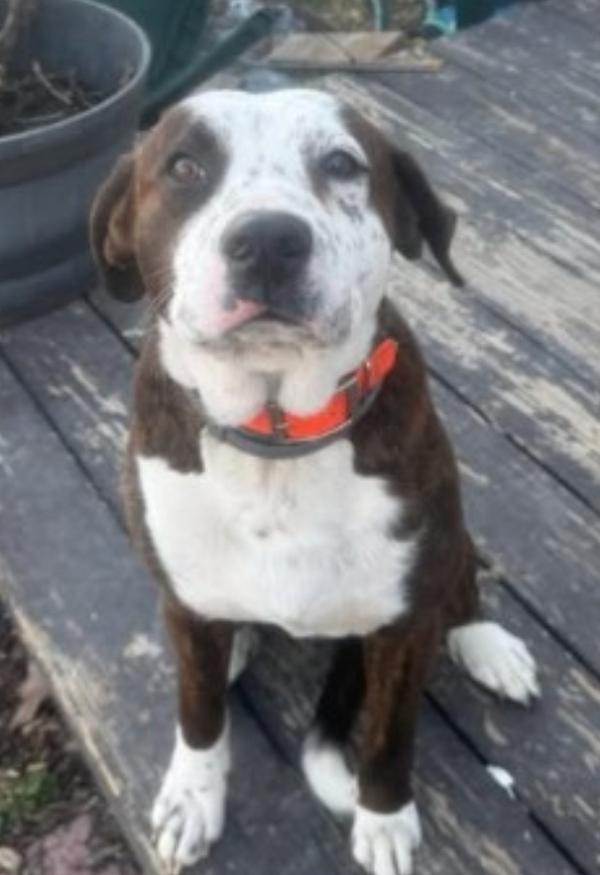 Freckles, Adoptable, Adult Male Pit Bull Terrier.