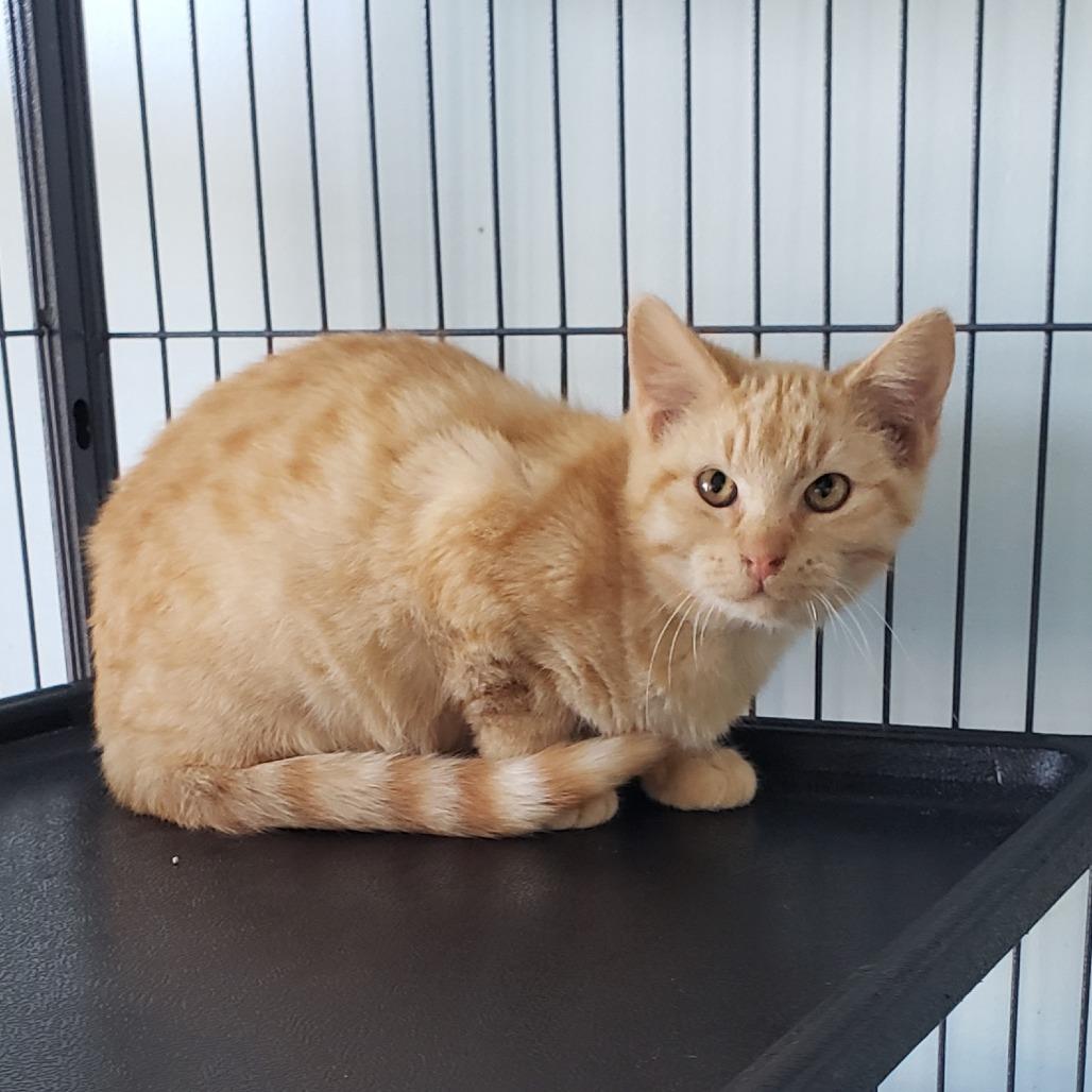 Enlarge Raggedy Ann (25-12919), a Adoptable Domestic Short Hair in Fort Smith, AR image 1/1