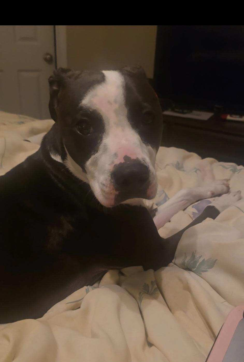 Daisy *Courtesy Posting*, adopted, Young Female American Bully.