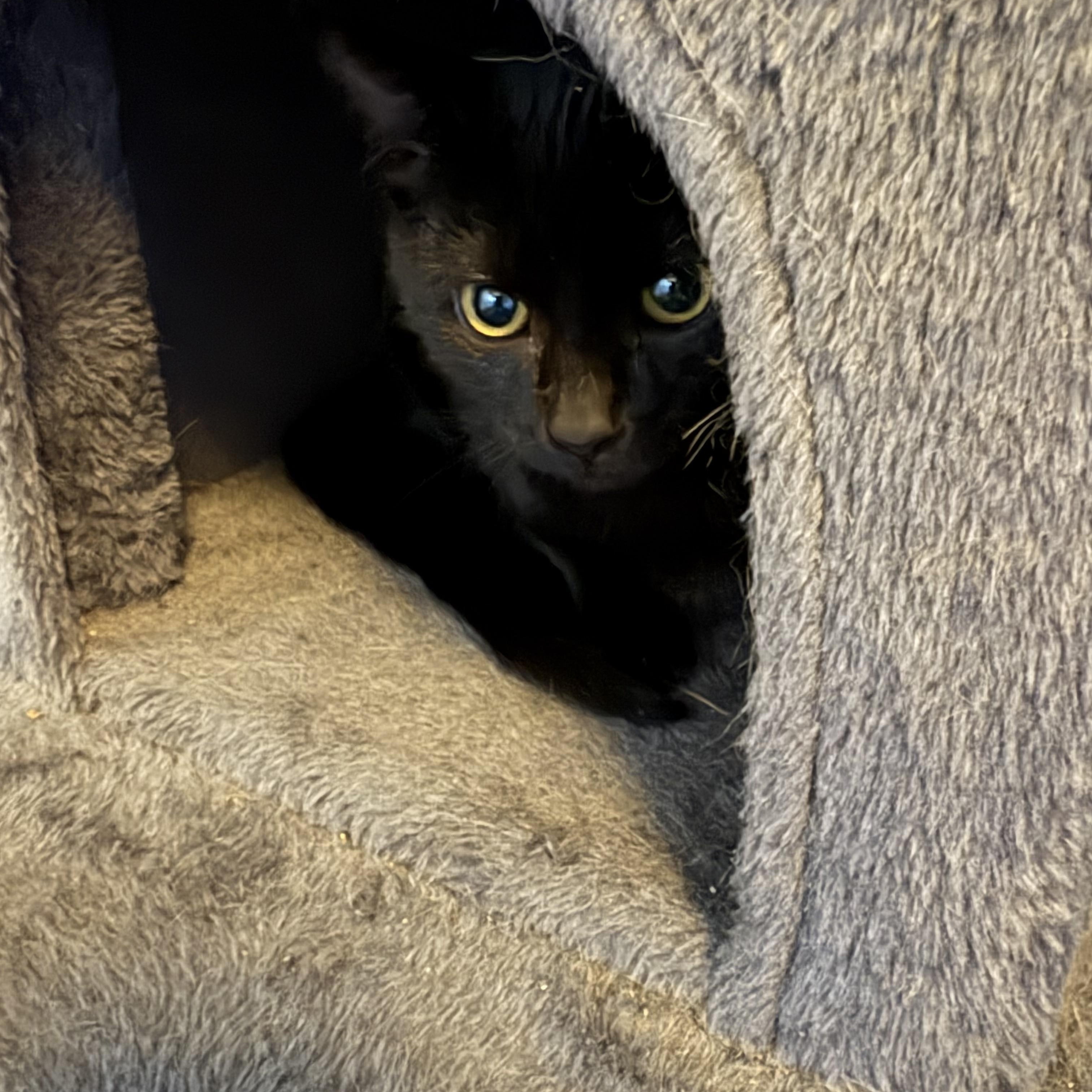 Enlarge Pepper, a ADOPTABLE Domestic Short Hair in Sewell, NJ image 3/3