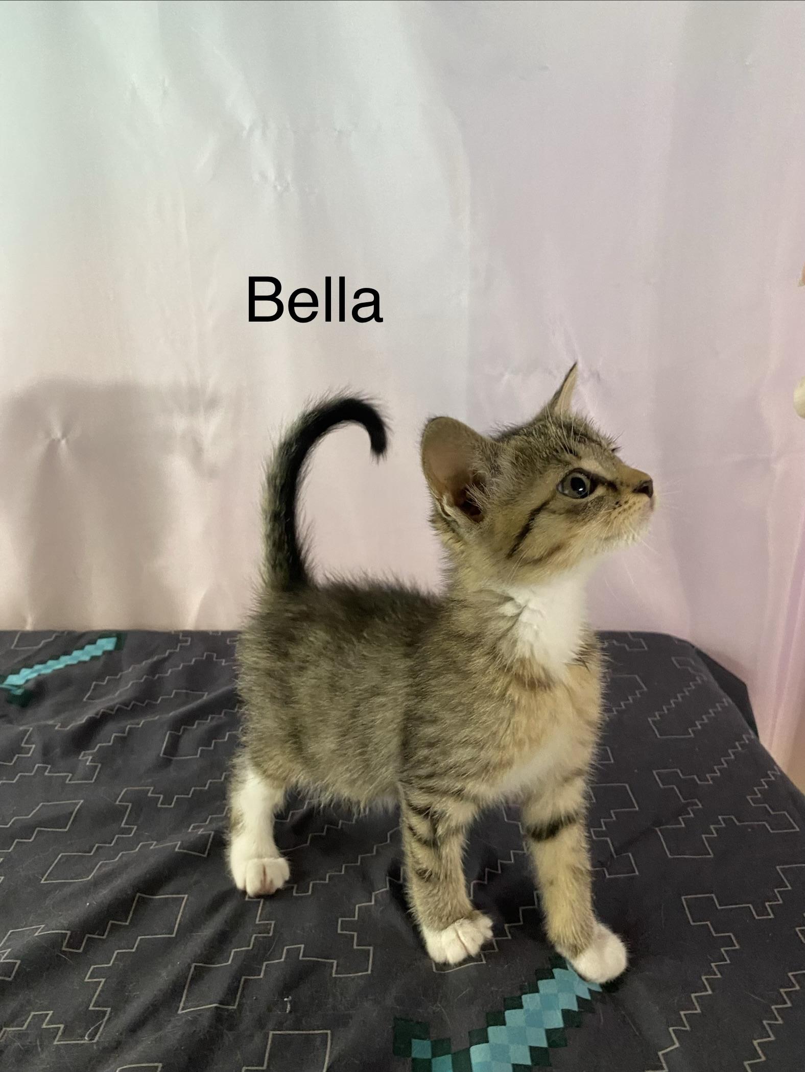 Bella, ADOPTABLE, Kitten Female Domestic Short Hair.