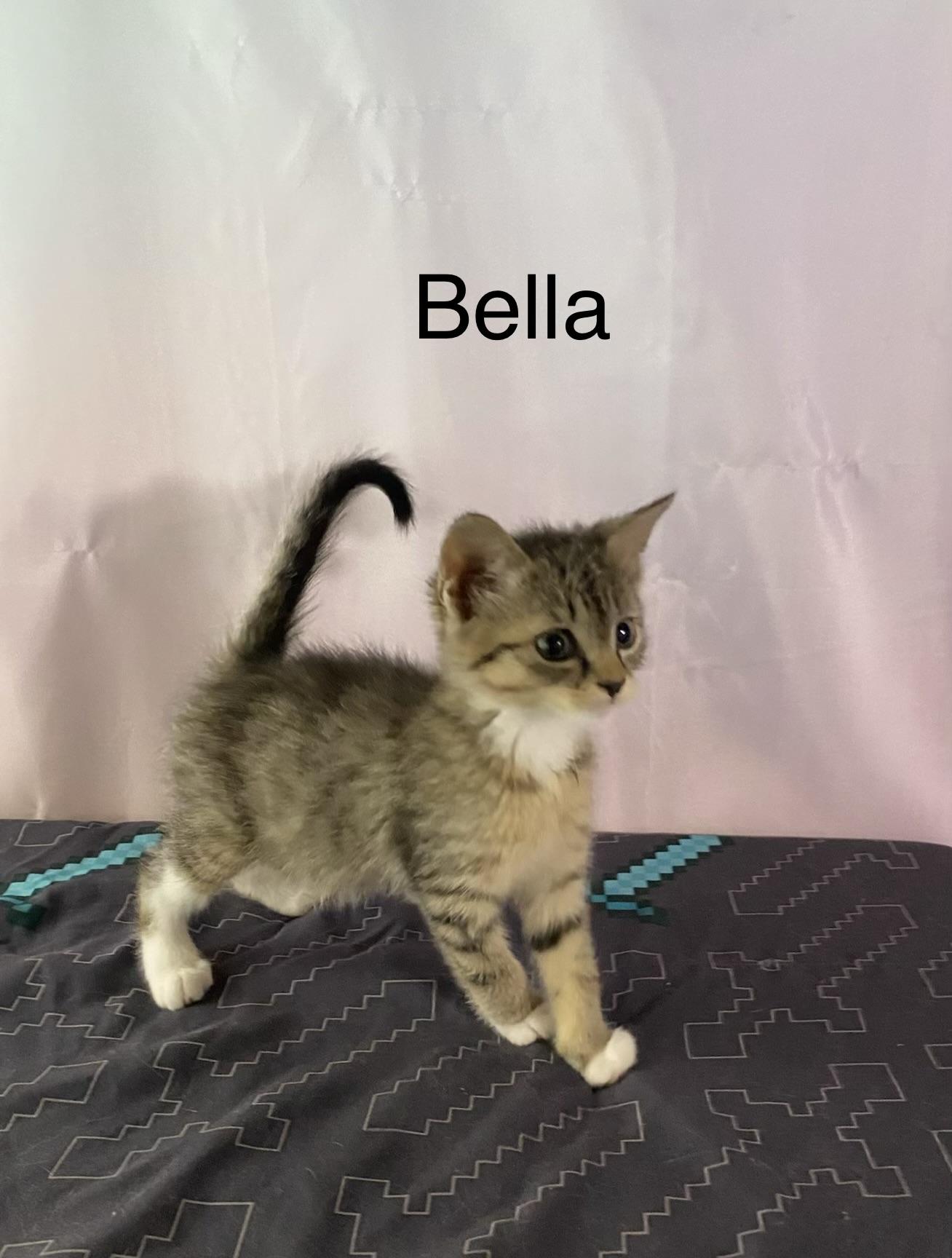 Bella- needs to have a kitty playmate, ADOPTABLE, Kitten Female Domestic Short Hair.