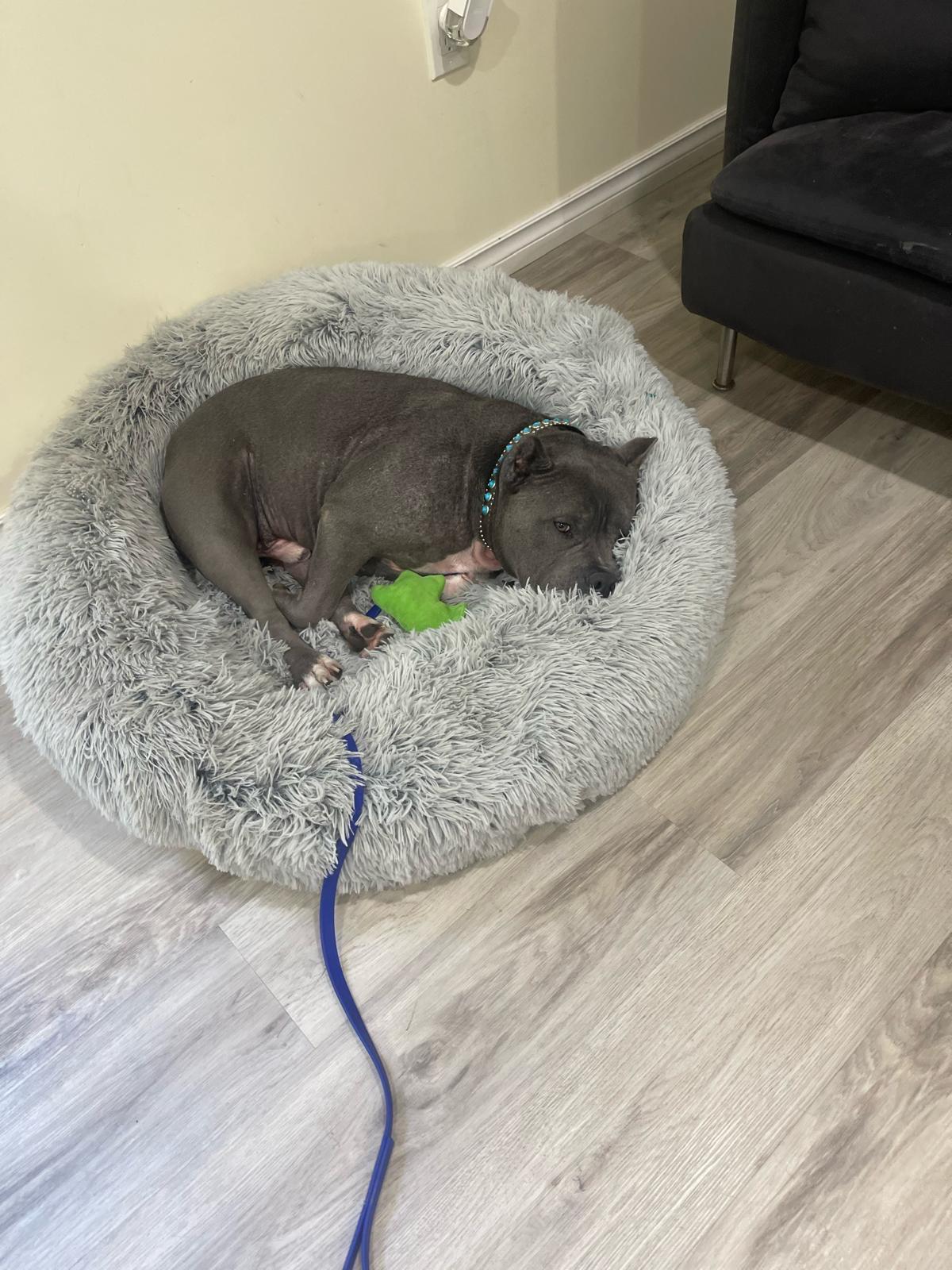 Enlarge Oakley, an adopted American Bully in Oakville, ON image 1/3