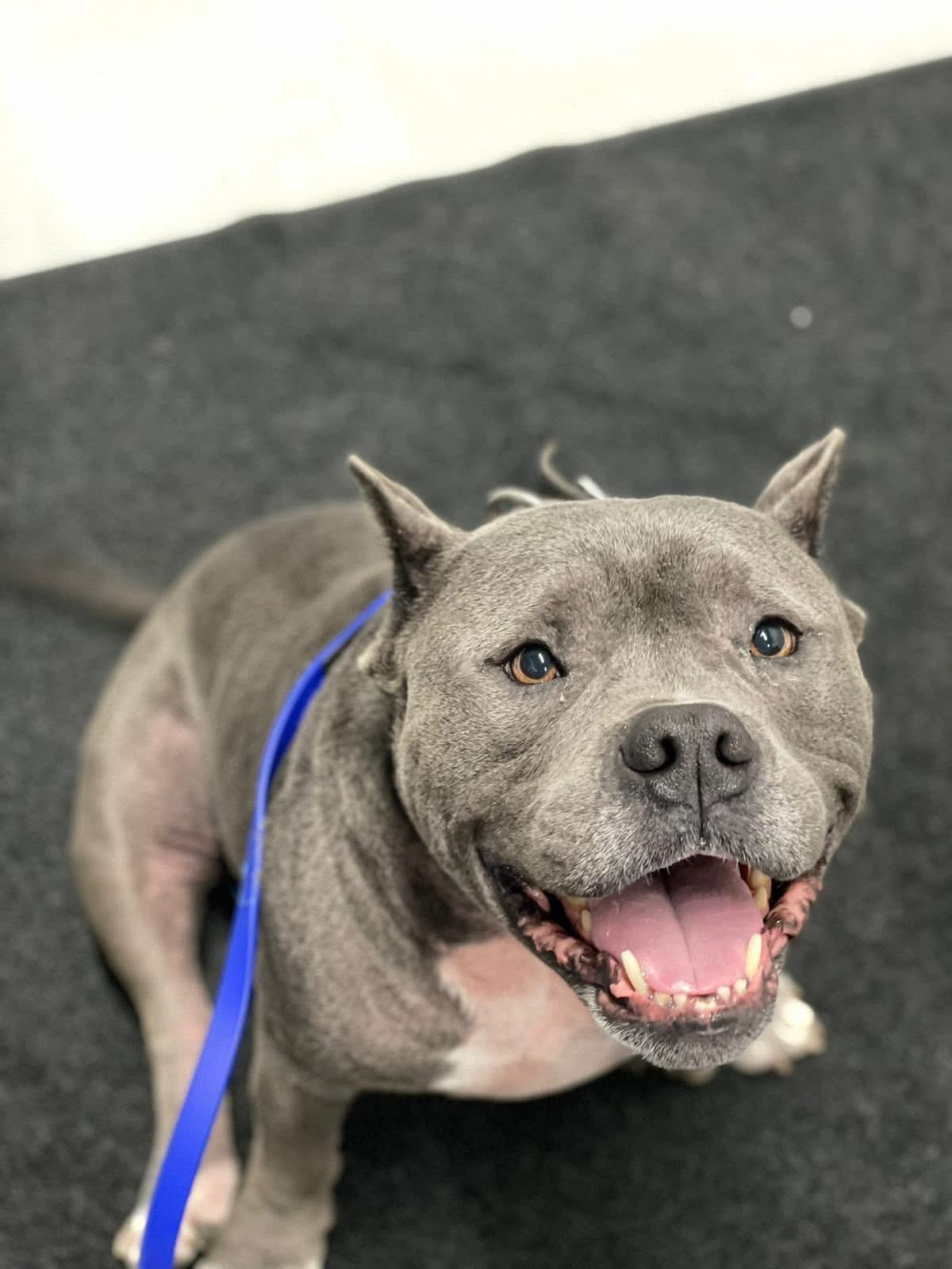 Enlarge Oakley, an adopted American Bully in Oakville, ON image 2/3