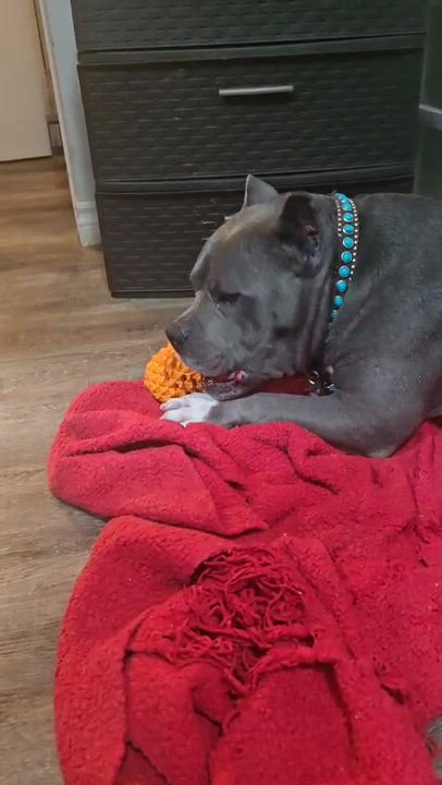 Enlarge Oakley, an adopted American Bully in Oakville, ON video 3/3