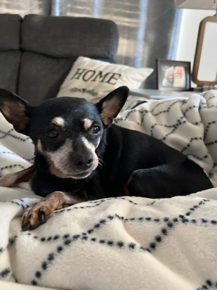 Midget [bonded to Belle Bear], Senior Female Miniature Pinscher