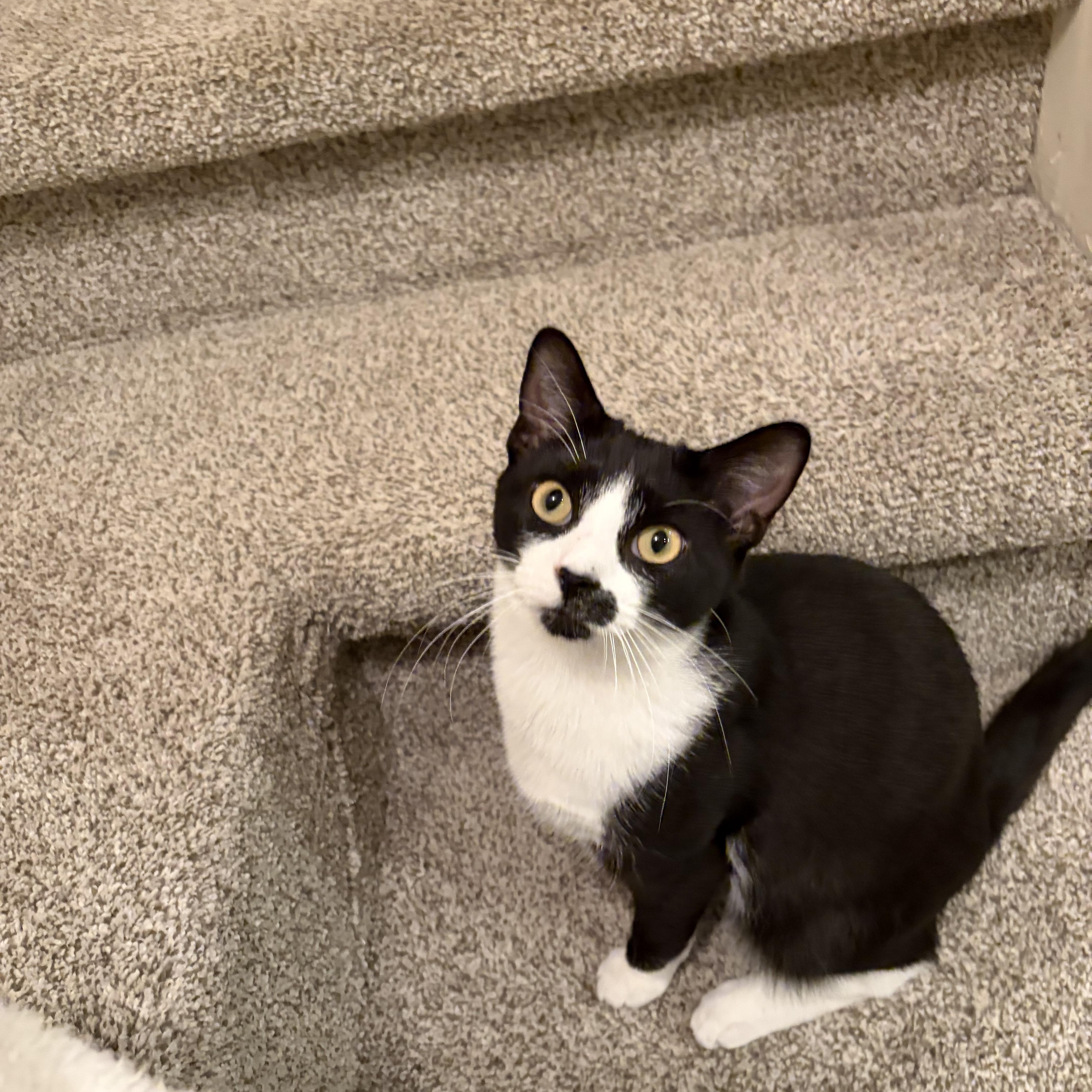 Paterson, adopted, Young Male Tuxedo.