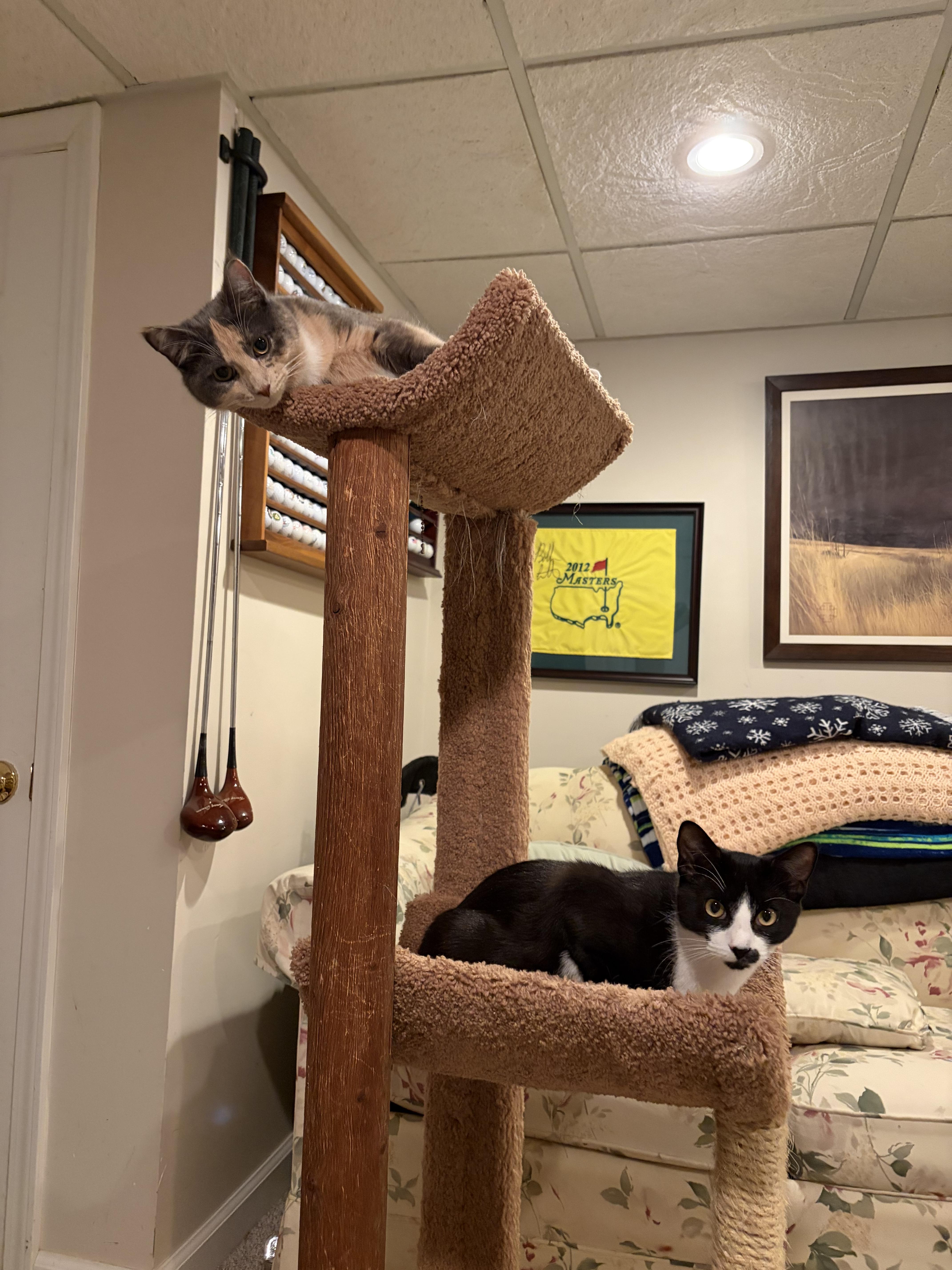 Enlarge Paterson, an adopted Tuxedo in Berkeley Heights, NJ image 2/3