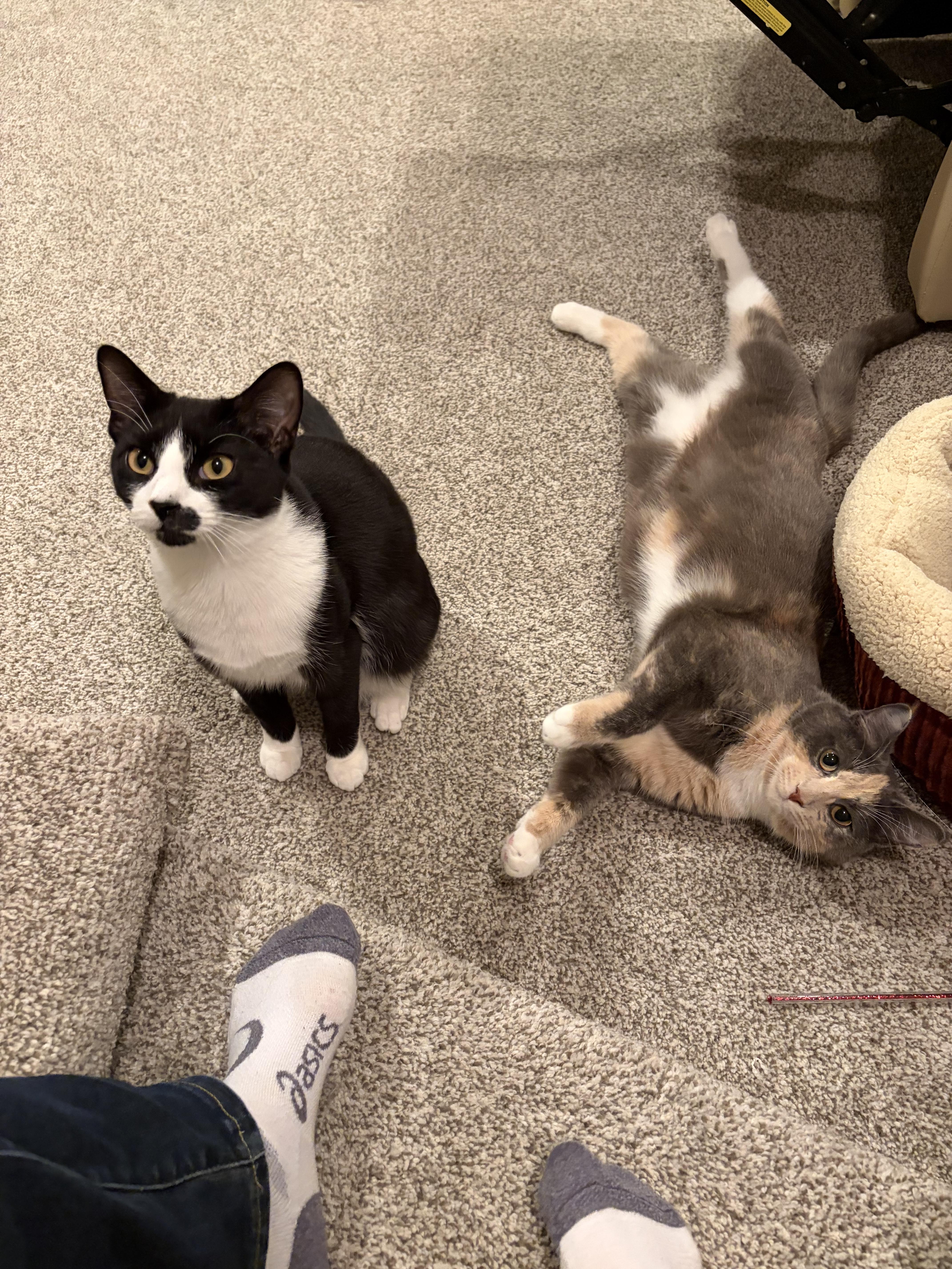 Enlarge Paterson, an adopted Tuxedo in Berkeley Heights, NJ image 3/3