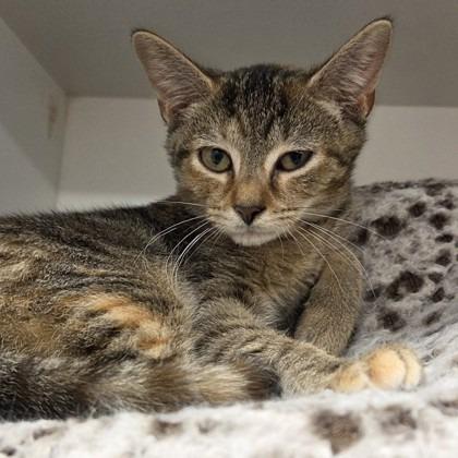 Roary, Adoptable, Kitten Female Domestic Short Hair & Mixed Breed.