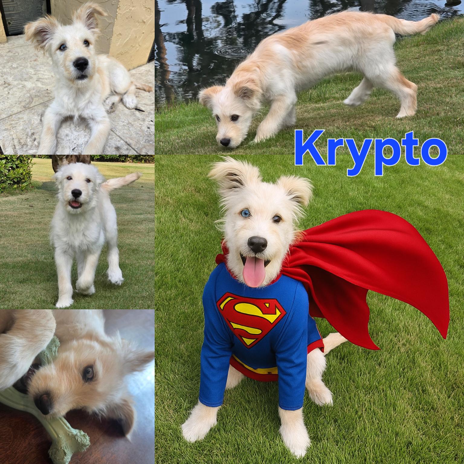 Krypto