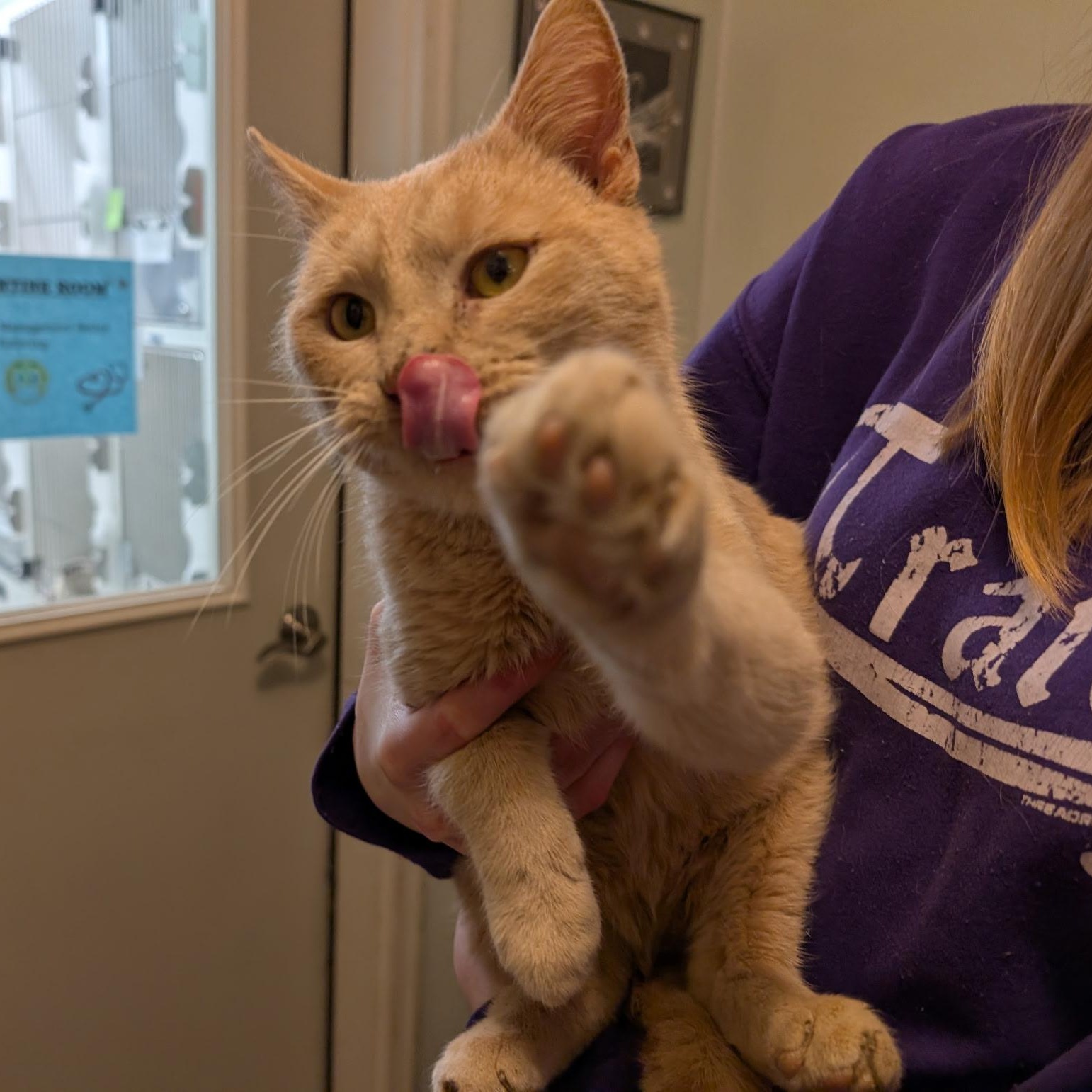 Stuart, a Adoptable Domestic Short Hair in Manistique, MI image 1/3
