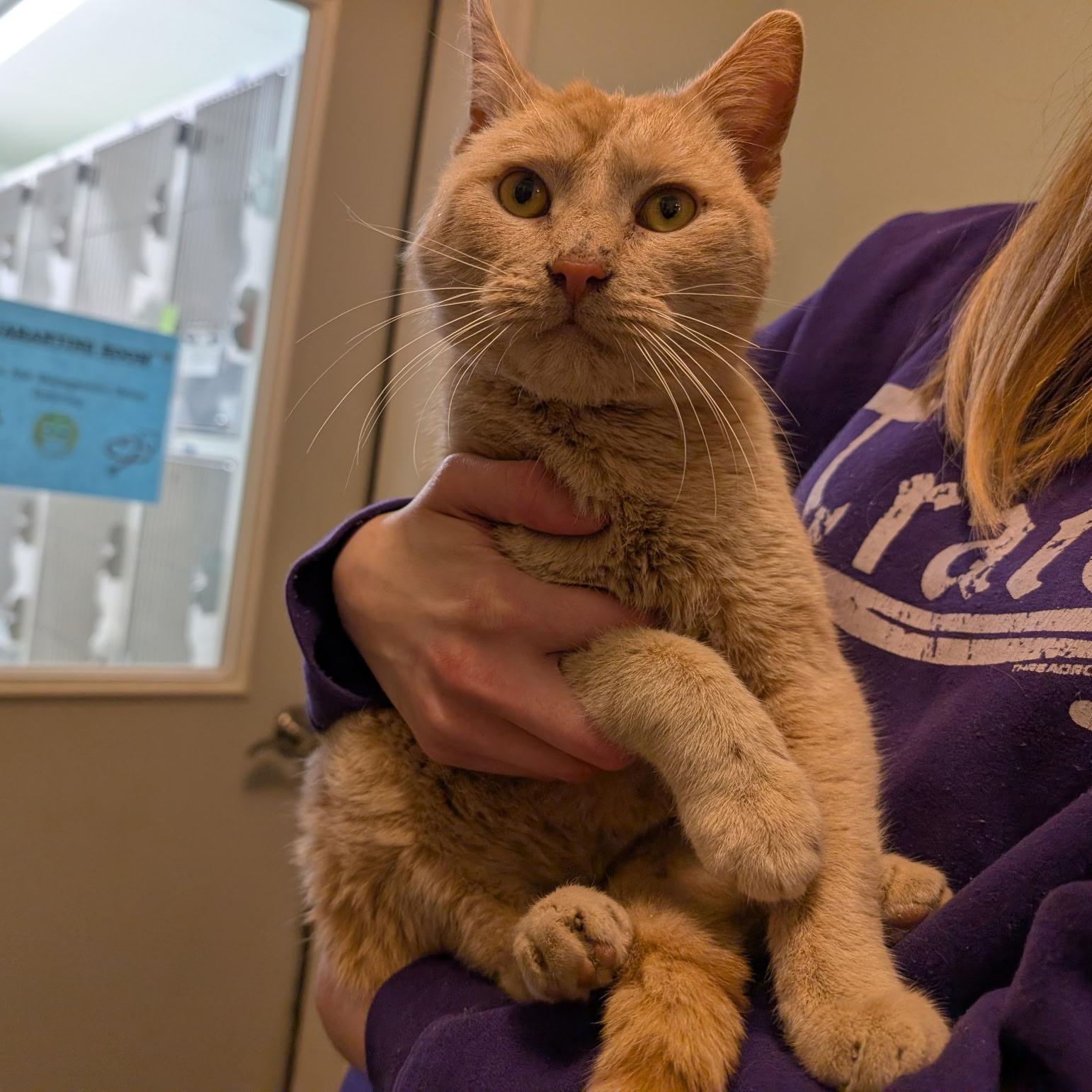 Stuart, a Adoptable Domestic Short Hair in Manistique, MI image 3/3