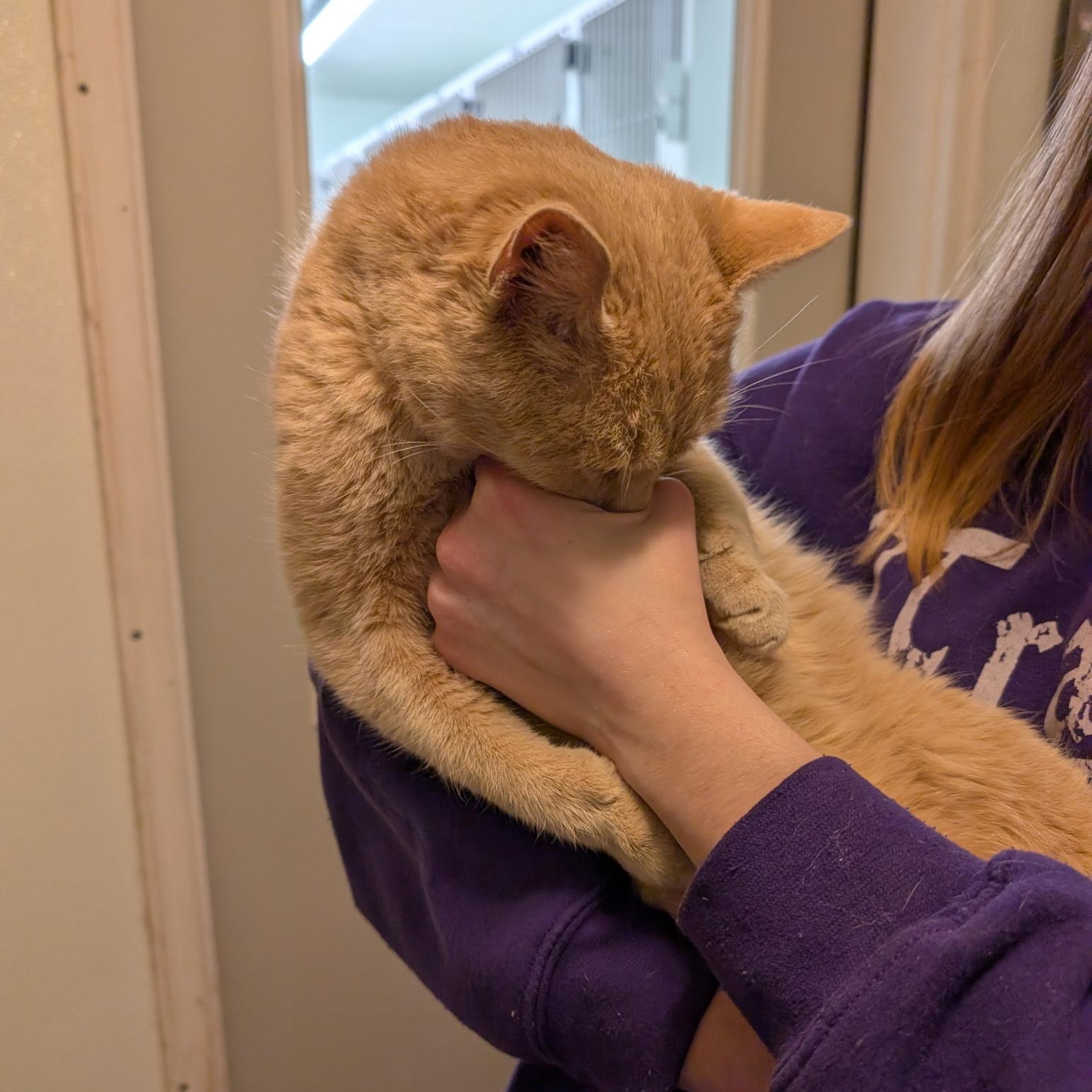 Stuart, a Adoptable Domestic Short Hair in Manistique, MI image 2/3