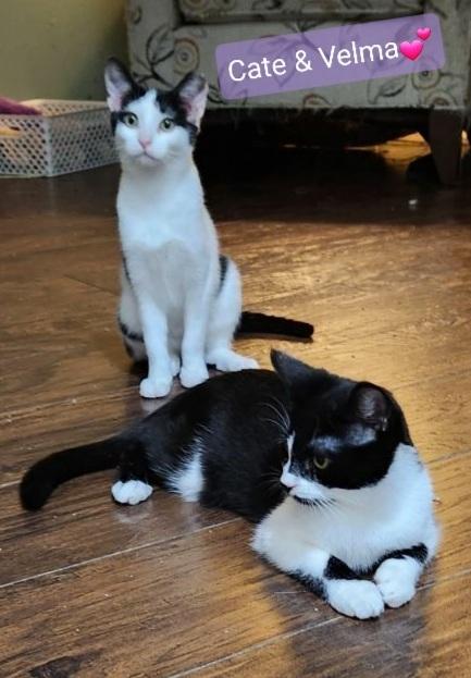 Cate, Adoptable, Kitten Female Domestic Short Hair.