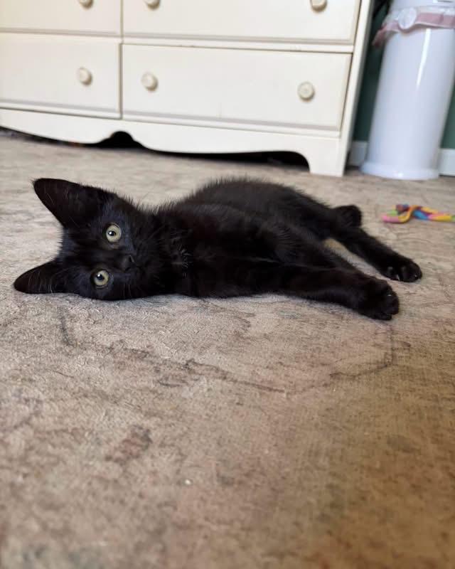 Raisin, Adoptable, Kitten Female Domestic Medium Hair.