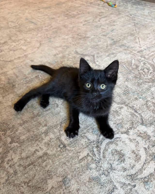 Enlarge Raisin, a Adoptable Domestic Medium Hair in Richmond, KY image 2/5
