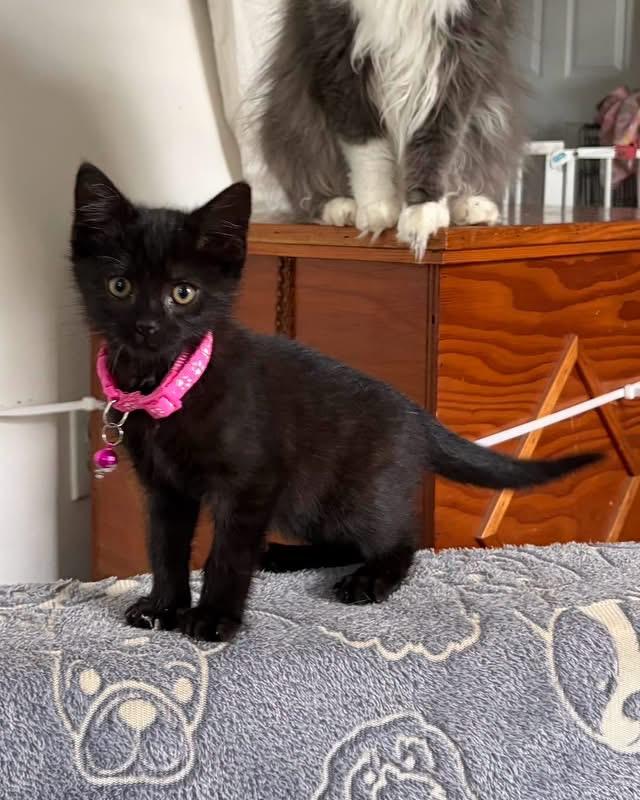 Enlarge Raisin, a Adoptable Domestic Medium Hair in Richmond, KY image 3/5