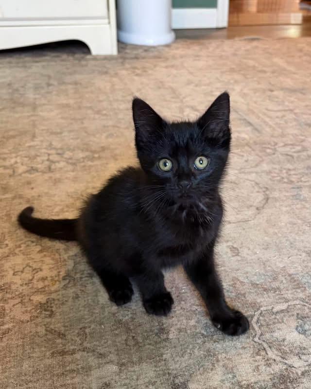 Enlarge Raisin, a Adoptable Domestic Medium Hair in Richmond, KY image 4/5