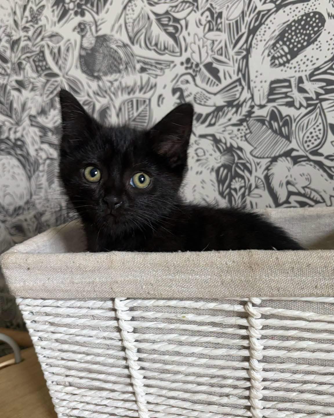 Enlarge Raisin, a Adoptable Domestic Medium Hair in Richmond, KY image 5/5