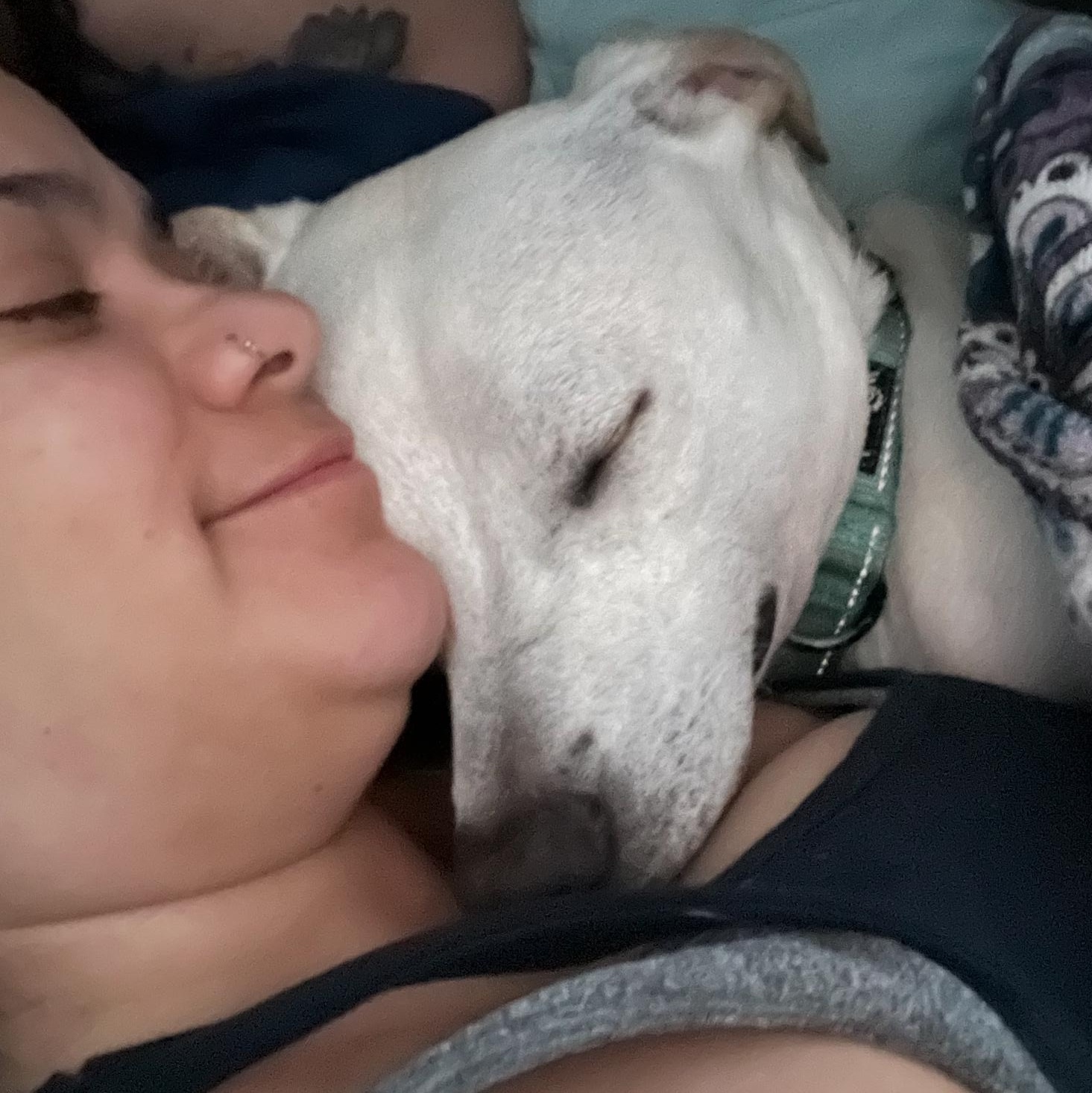 Enlarge Milton, a ADOPTABLE mixed breed in San Diego, CA image 6/6