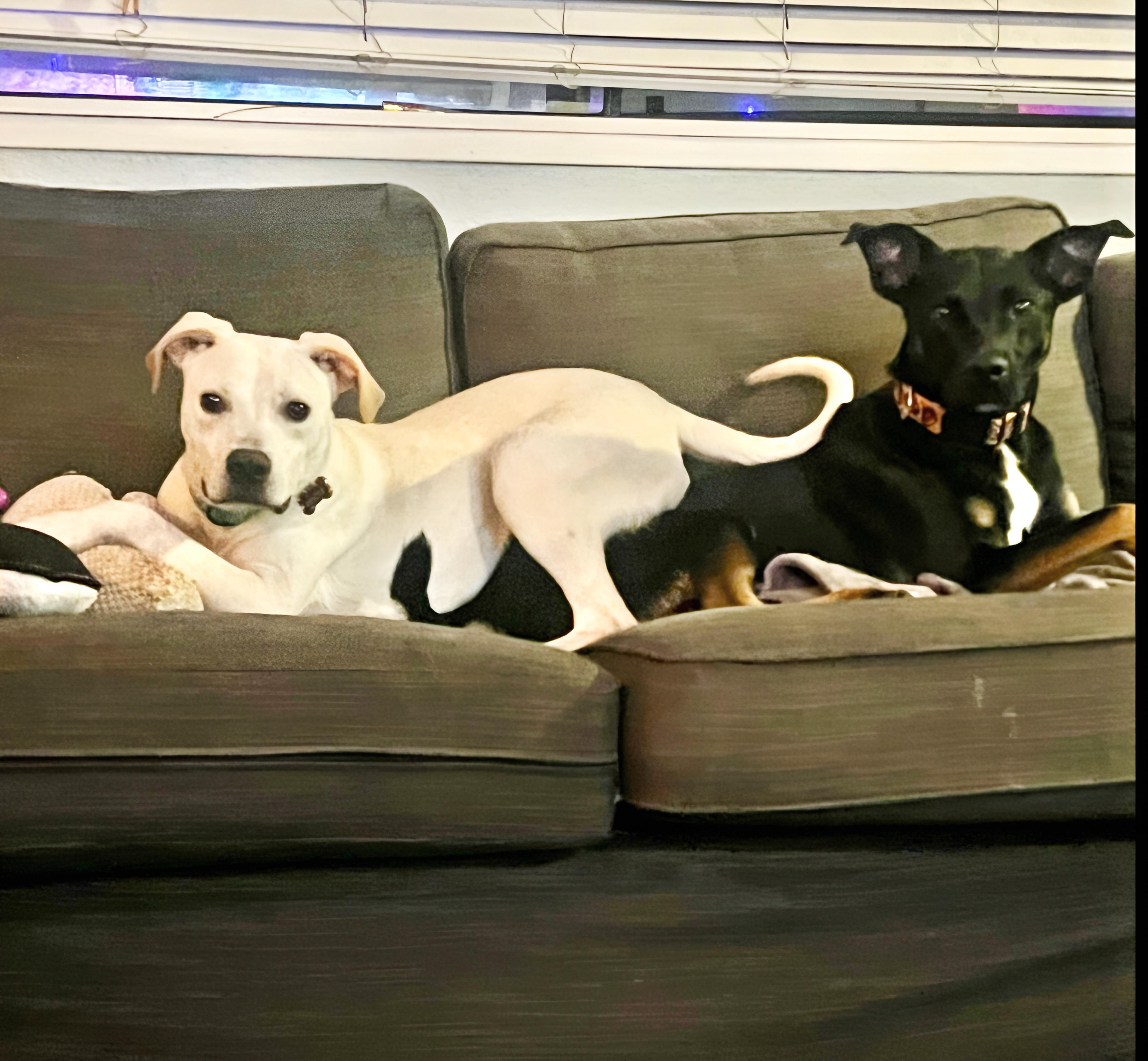 Enlarge Milton, a ADOPTABLE mixed breed in San Diego, CA image 5/6