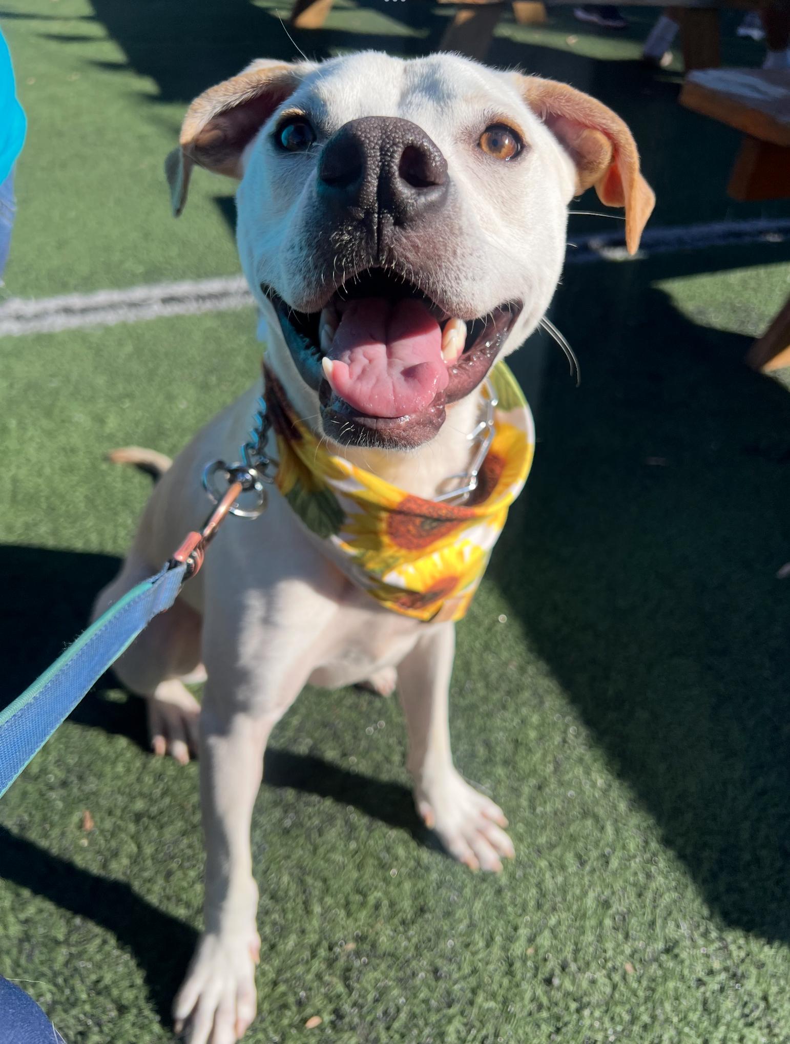 Milton, ADOPTABLE, Puppy Male Labrador Retriever.