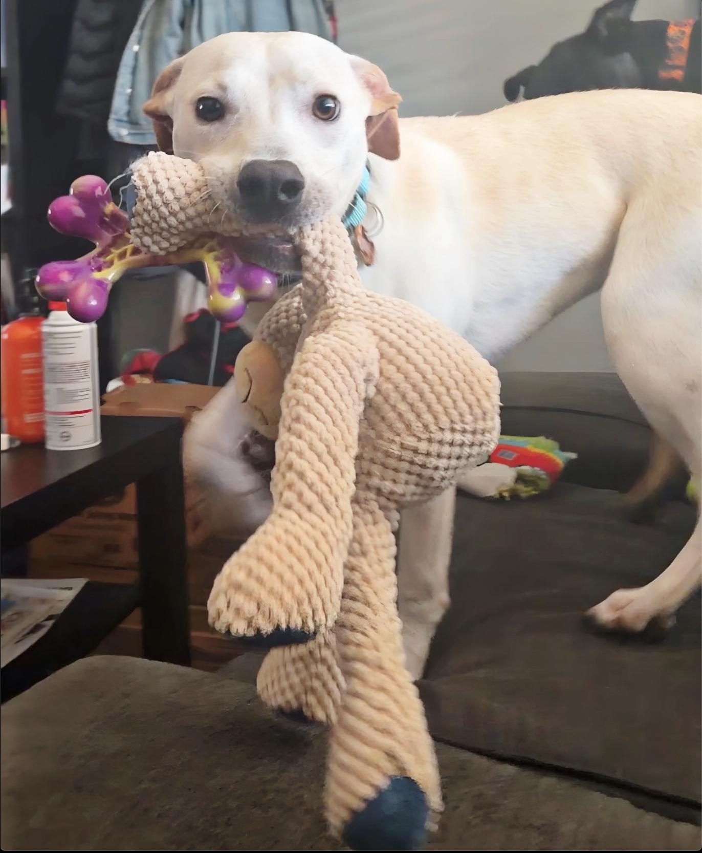 Enlarge Milton, a ADOPTABLE mixed breed in San Diego, CA image 4/6