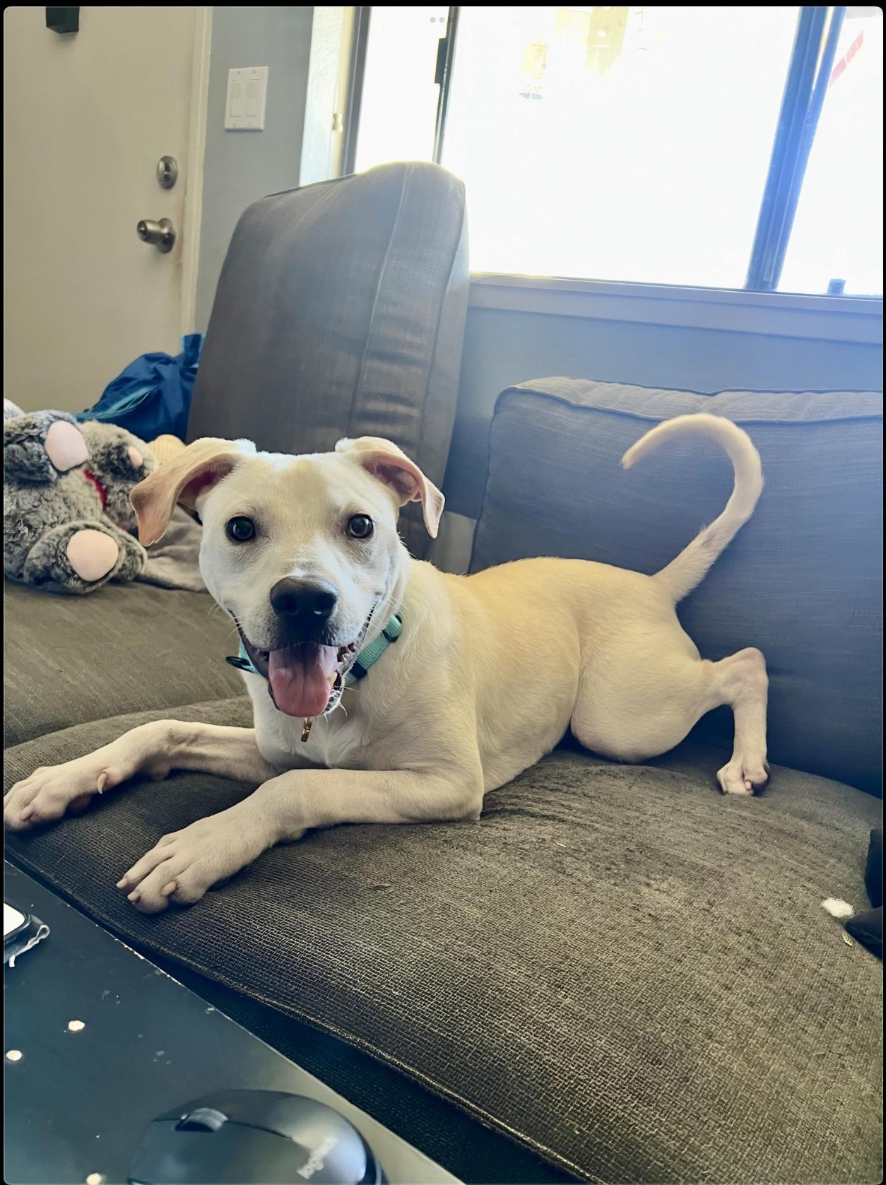 Enlarge Milton, a ADOPTABLE mixed breed in San Diego, CA image 3/6