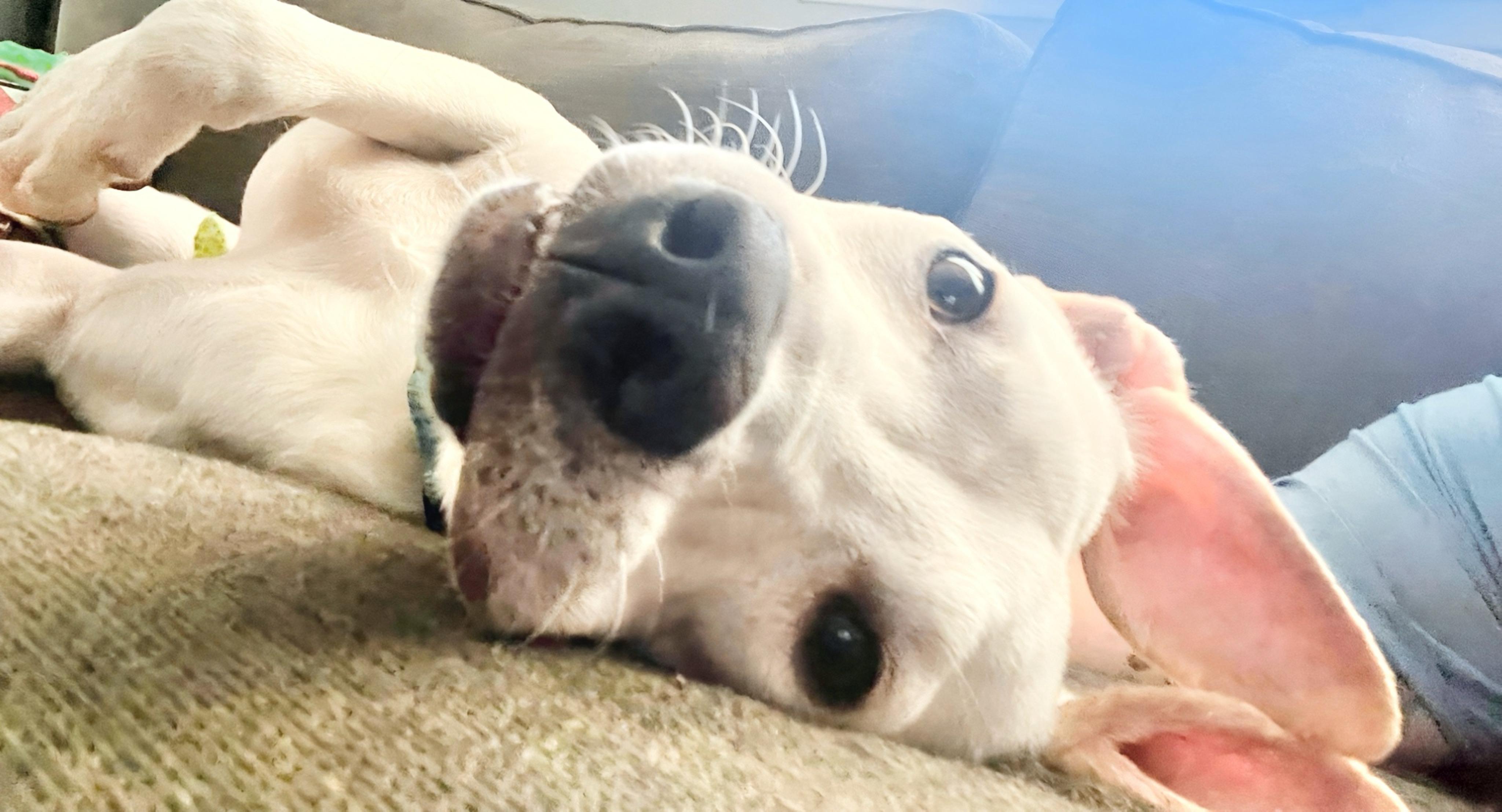 Enlarge Milton, a ADOPTABLE mixed breed in San Diego, CA image 2/6