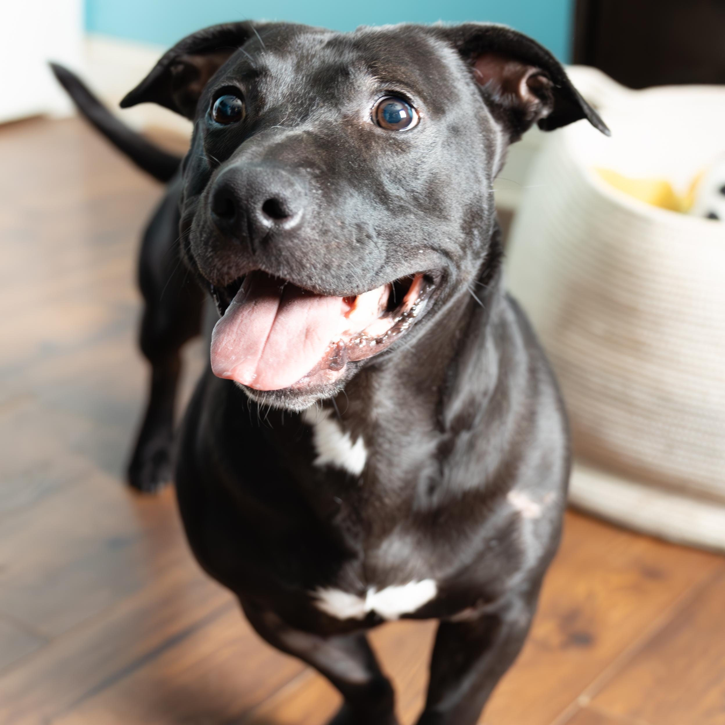 Thane, Adoptable, Adult Male Basset Hound & Pit Bull Terrier.