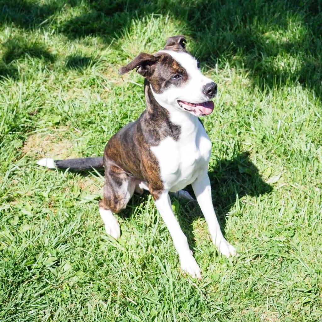 Enlarge Dino, a Adoptable Pit Bull Terrier in Jefferson city, TN image 2/2