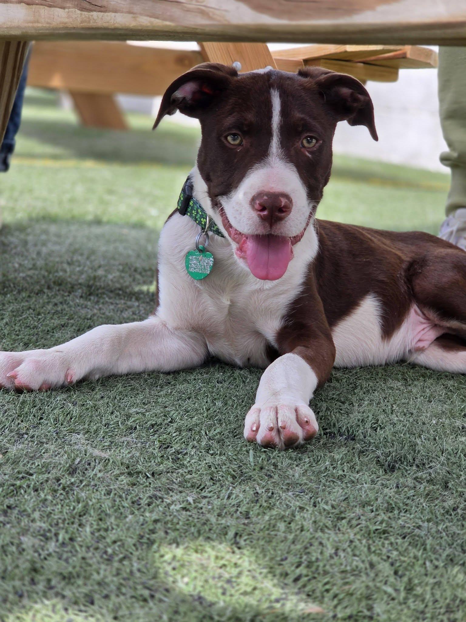 SID, ADOPTABLE, Puppy Male English Pointer & Mixed Breed.