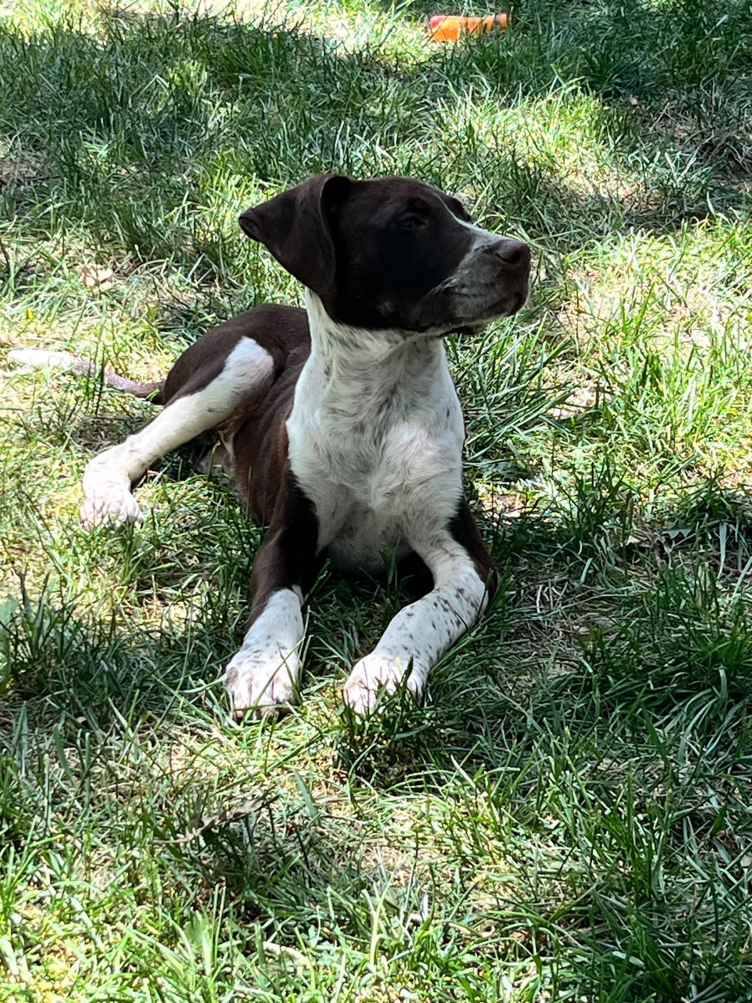 SID, a ADOPTABLE mixed breed in Lincoln, NE image 3/6
