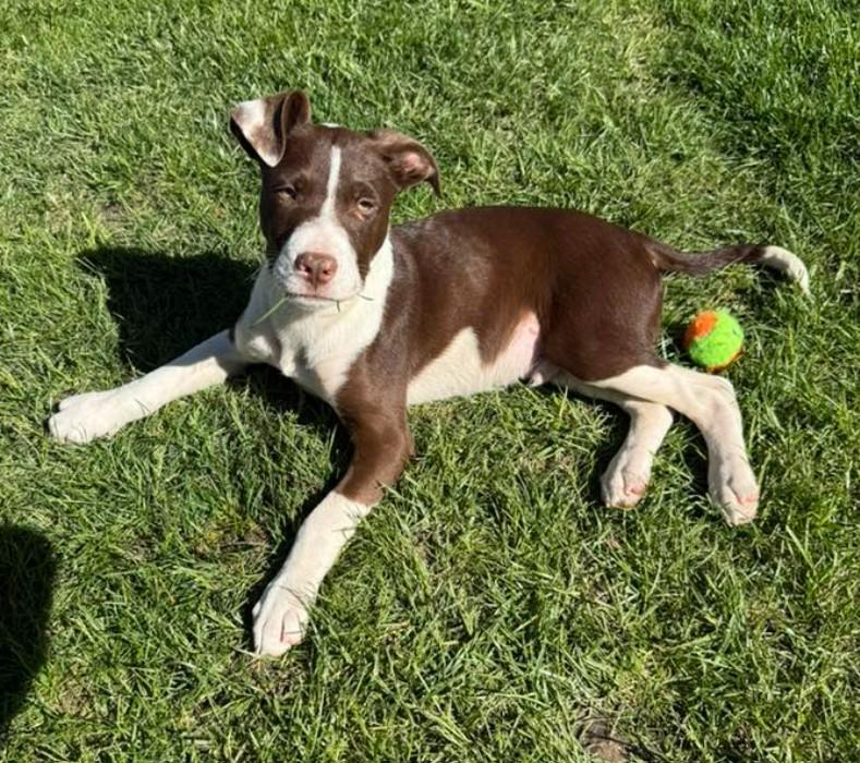 SID, a ADOPTABLE mixed breed in Lincoln, NE image 2/6