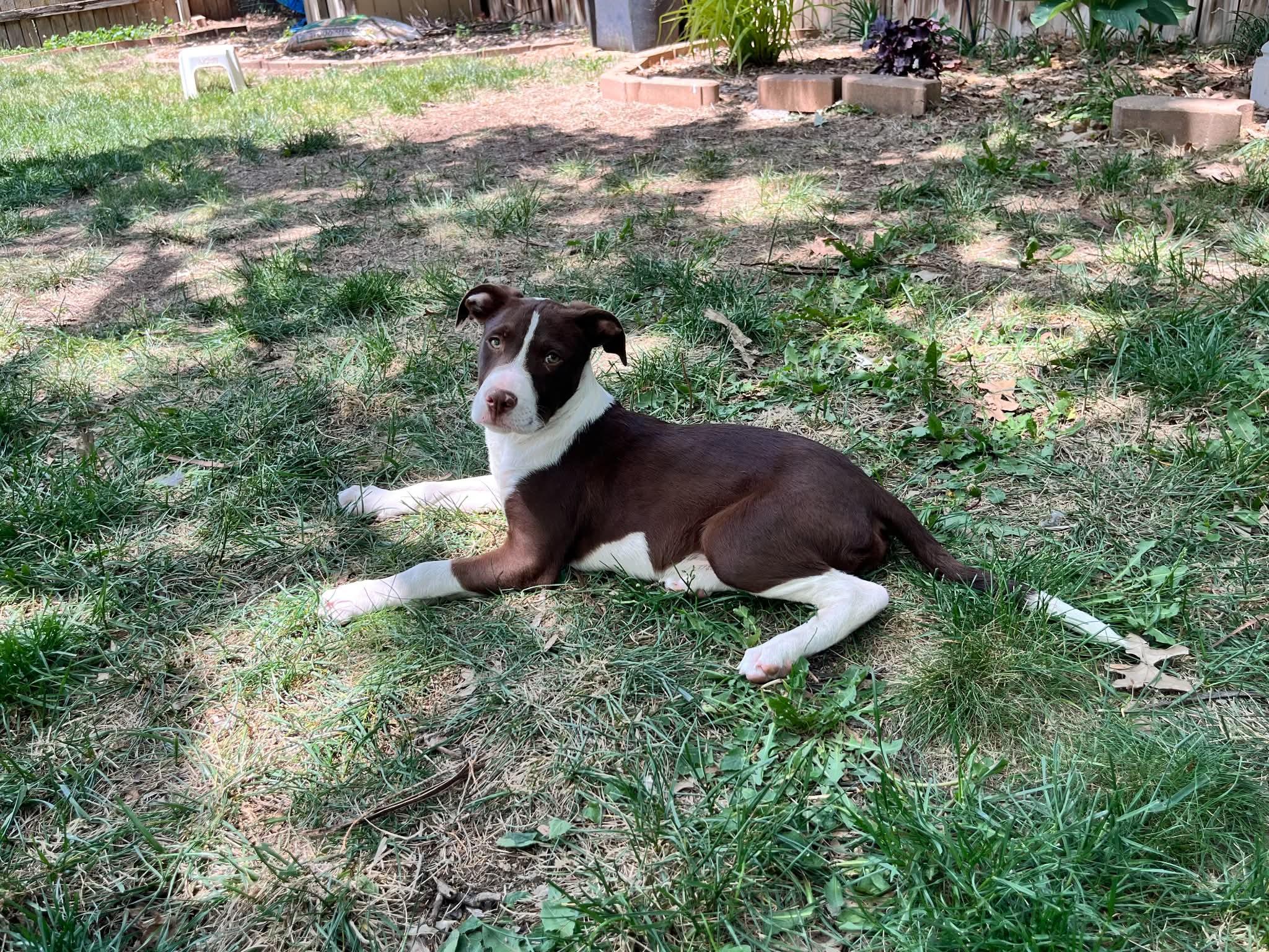 SID, a ADOPTABLE mixed breed in Lincoln, NE image 4/6