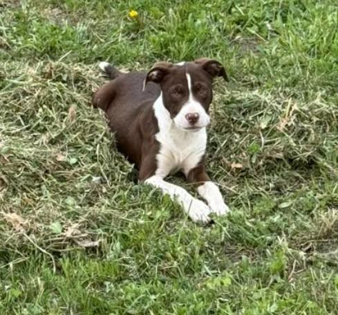 SID, a ADOPTABLE mixed breed in Lincoln, NE image 6/6