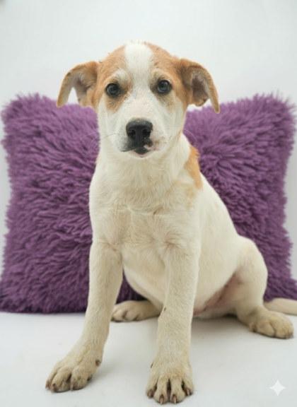 John Henry, a Adoptable mixed breed in Bowling Green, KY image 1/2