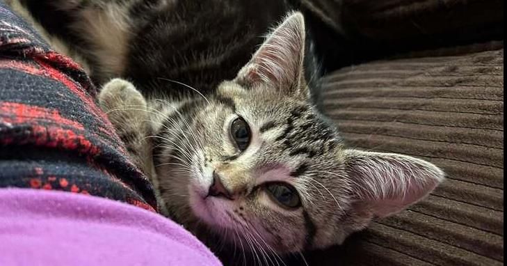 Liberty, Adoptable, Kitten Female Domestic Short Hair & Domestic Short Hair.