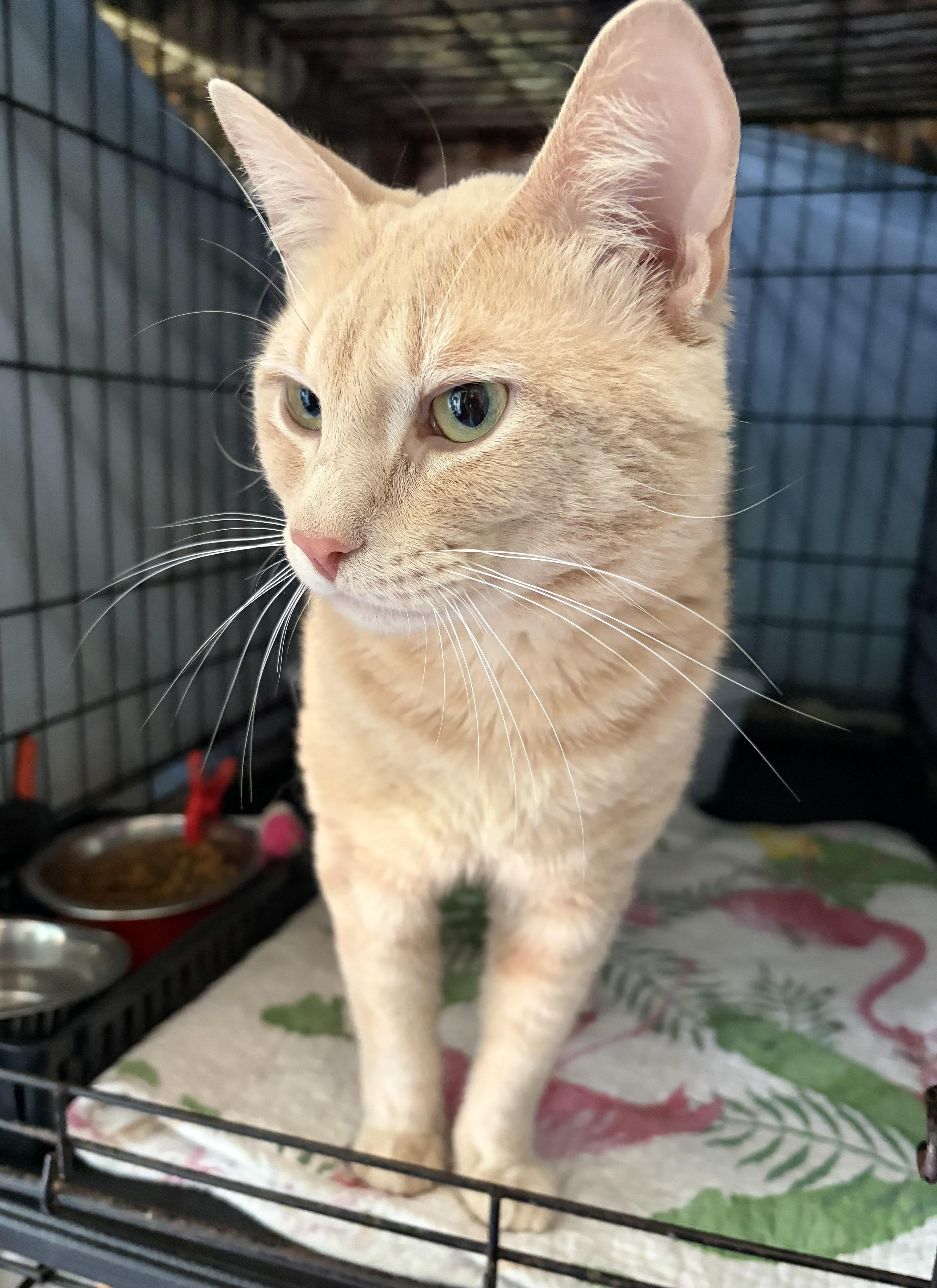 Sebastian, an adopted Domestic Short Hair in Cortland, NY image 2/2