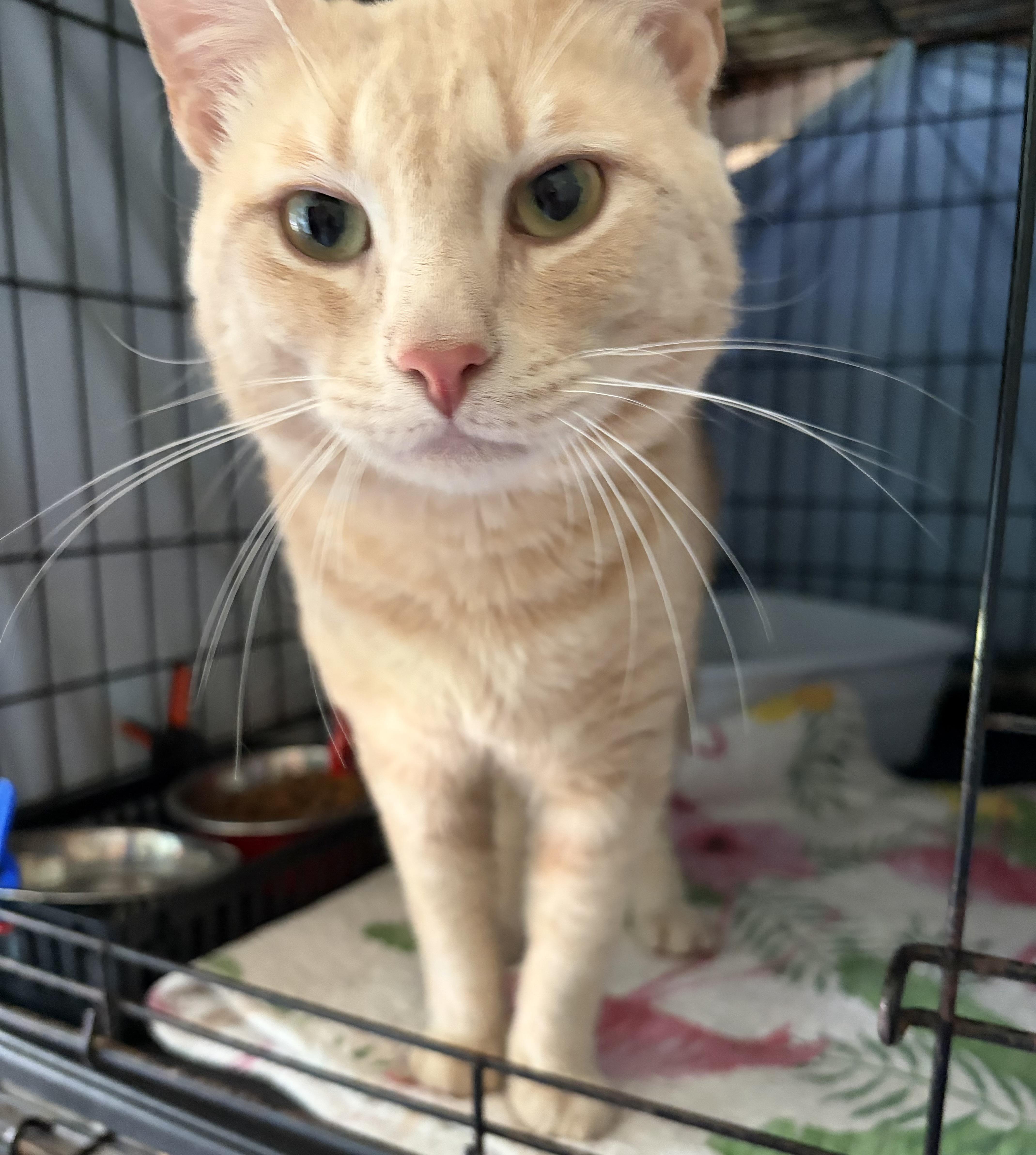 Sebastian, adopted, Young Male Domestic Short Hair.