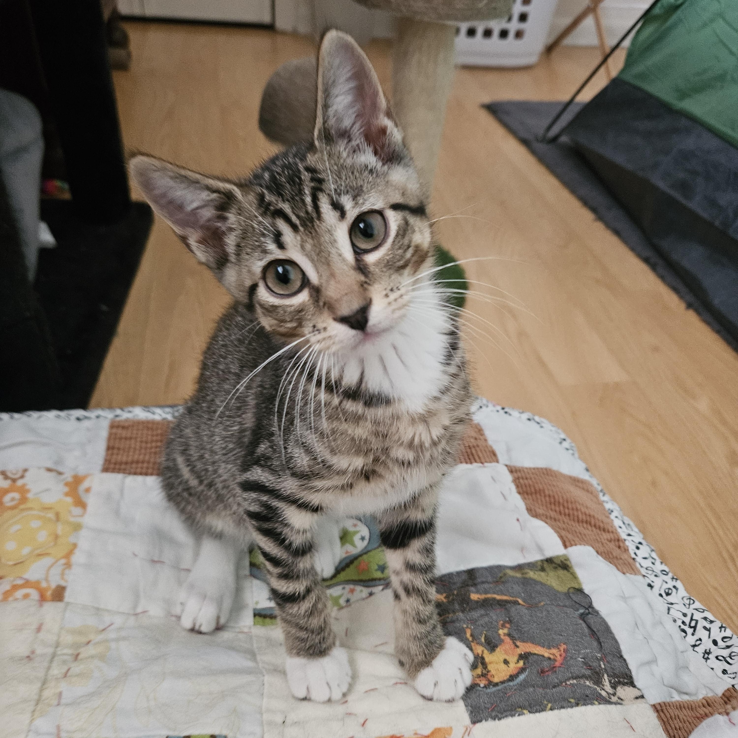 Honda, ADOPTABLE, Kitten Male Domestic Short Hair.