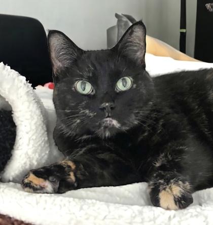 Enlarge Cheeka, a Adoptable mixed breed in Gwinn, MI image 2/2