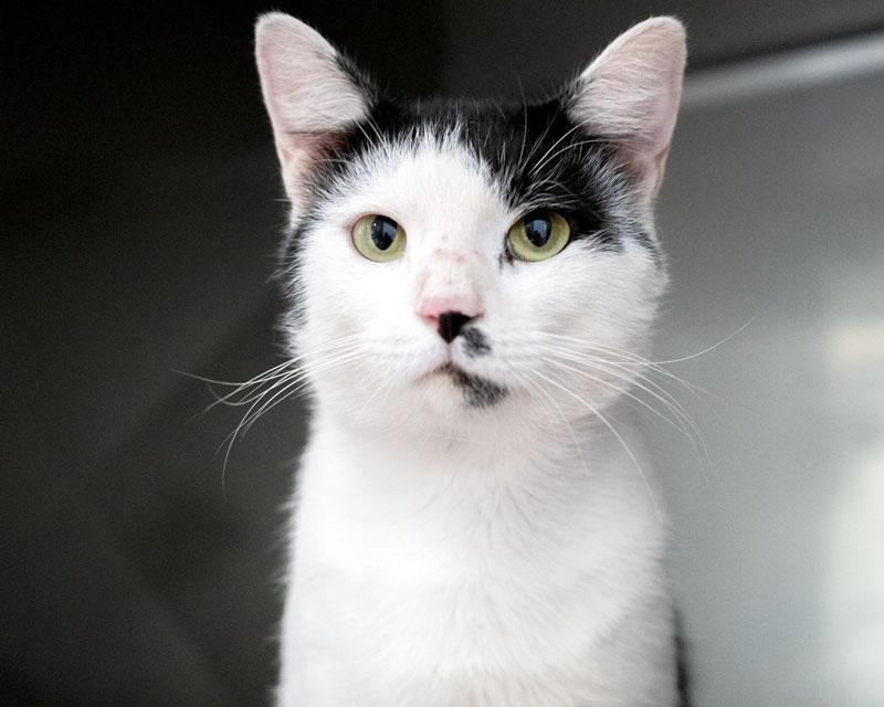 Rambo, ADOPTABLE, Adult Male Domestic Short Hair.