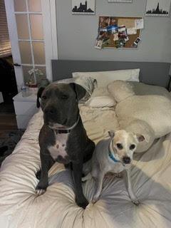 Beau *Courtesy Post, a Adoptable Pit Bull Terrier image 2/4