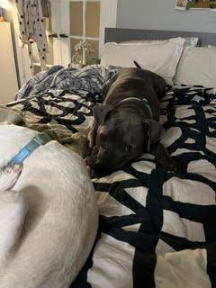 Beau *Courtesy Post, a Adoptable Pit Bull Terrier image 3/4