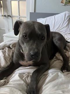 Beau *Courtesy Post, a Adoptable Pit Bull Terrier image 1/4