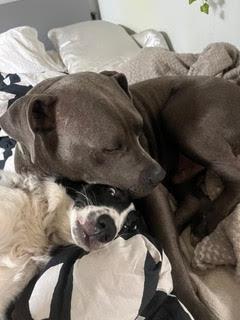 Beau *Courtesy Post, a Adoptable Pit Bull Terrier image 4/4